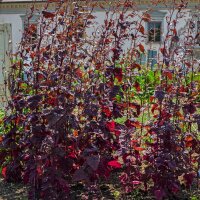 Rode tuinmelde (Atriplex hortensis) zaden