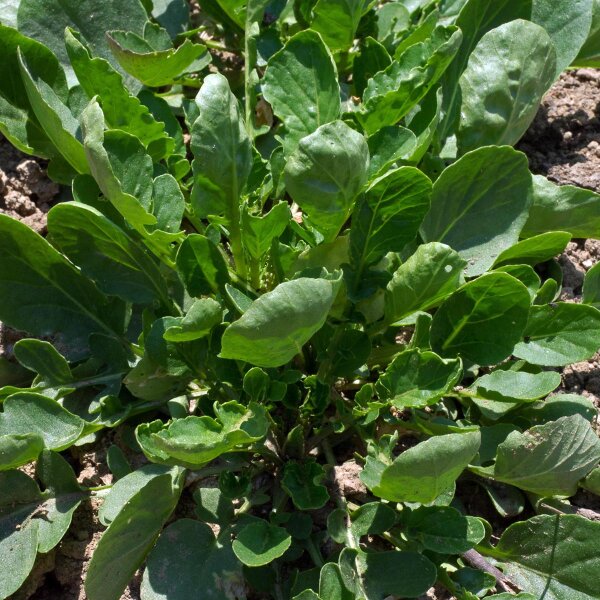 Gewoon barbarakruid (Barbarea vulgaris) zaden