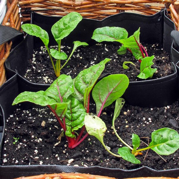 Rode biet Chioggia, Beta vulgaris var. rubra -zaden- | Official site of Peter C. Nijssen