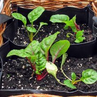 Rode snijbiet  Vulkan (Beta vulgaris var. cicla) zaden