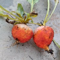 Gele bieten  Golden (Beta vulgaris) zaden