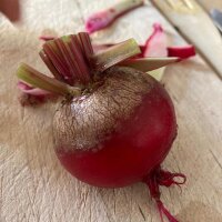 Rode biet Tonda di Chioggia (Beta vulgaris) zaden