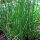 Bieslook Gonzales (Allium schoenoprasum) bio zaad
