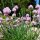 Bieslook Gonzales (Allium schoenoprasum) bio zaad