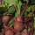 Rode biet Robuschka (Beta vulgaris) bio zaad