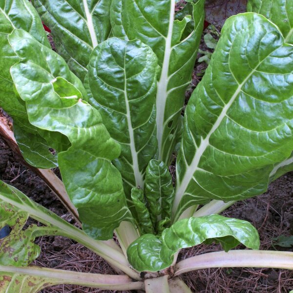 Witte snijbiet Glatter Silber (Beta vulgaris) bio zaad