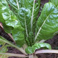 Witte snijbiet Glatter Silber (Beta vulgaris) bio zaad