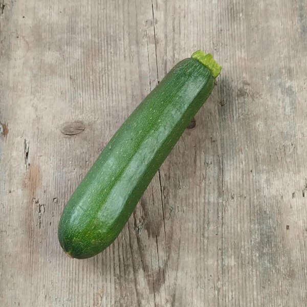 Courgette Zuboda (Cucurbita pepo) bio zaad