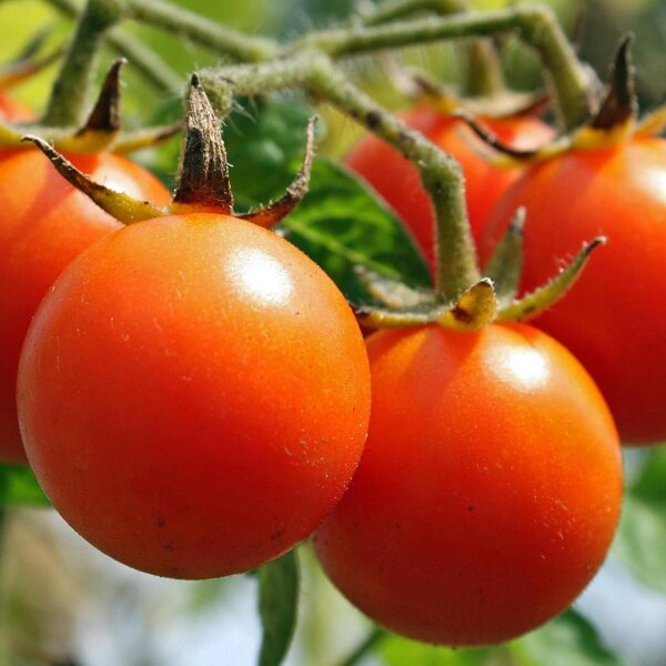 Vroege volle grond tomaat Matina (Solanum lycopersicum) bio zaad