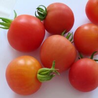Vroege volle grond tomaat Matina (Solanum lycopersicum) bio zaad