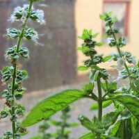 Genovese basilicum Middelgroot (Ocimum basilicum) bio zaad