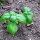 Genovese basilicum Middelgroot (Ocimum basilicum) bio zaad