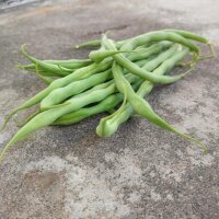 Gewone boon Saxa (Phaseolus vulgaris) bio zaad