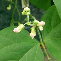 Gewone boon Saxa (Phaseolus vulgaris) bio zaad