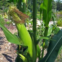 Suikermaïs Golden Bantam (Zea mays) bio zaad