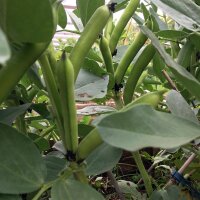 Tuinboon / labboon Hangdown (Vicia faba) bio zaad