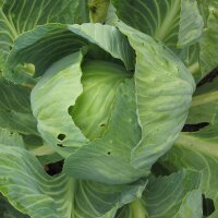 Witte kool Dottenfelder Dauer (Brassica oleracea...