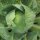 Witte kool Dottenfelder Dauer (Brassica oleracea convar.capitata var.alba) bio zaad