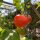 Cocktailtomaat Zuckertraube (Solanum lycopersicum) bio zaad