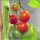 Cocktailtomaat Zuckertraube (Solanum lycopersicum) bio zaad