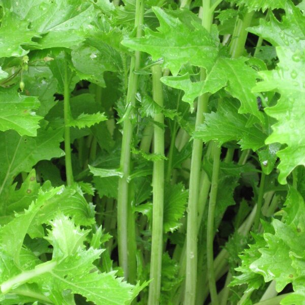 Raapstelen / bladmoes / namenia (Brassica rapa) zaden