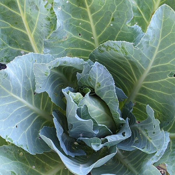 Spitskool Filderkraut (Brassica oleracea) zaden