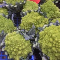 Romanesco kool (Brassica oleracea convar. botrytis var....