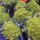 Romanesco kool (Brassica oleracea convar. botrytis var. botrytis) zaden