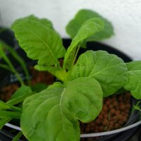 Boterkool (Brassica oleracea convar capitata) zaden