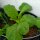 Boterkool (Brassica oleracea convar capitata) zaden