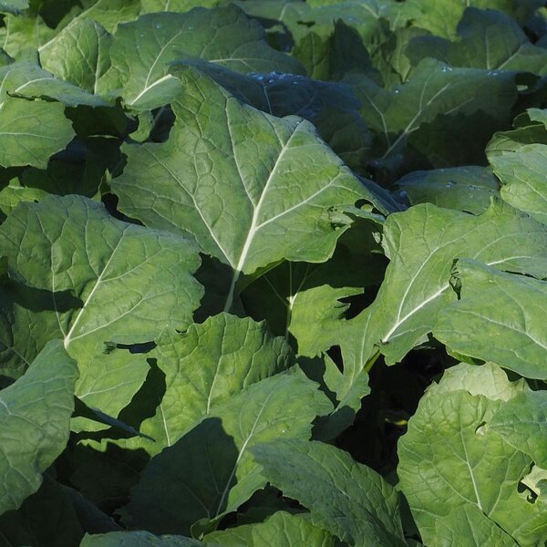 Bremer scheerkool (Brassica napus var. pabularia) zaden