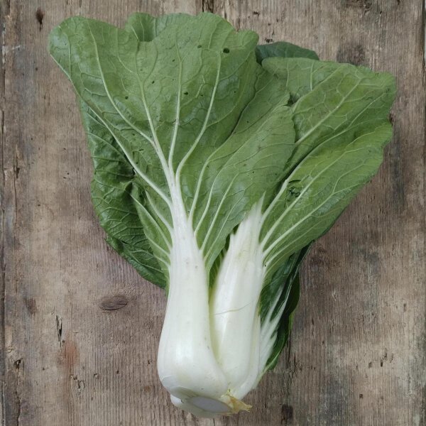 Paksoi (Brassica rapa subsp. chinensis) zaden