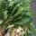 Paksoi (Brassica rapa subsp. chinensis) zaden