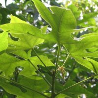 Kurrajong  (Brachychiton diversifolius) zaden