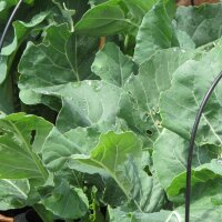 Broccoli Calabrese (Brassica oleracea) zaden