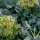 Broccoli Calabrese (Brassica oleracea) zaden