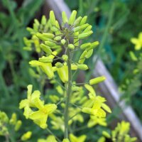 Spruitkool Evesham Special (Brassica oleracea var. gemmifera) zaden