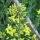 Spruitkool Evesham Special (Brassica oleracea var. gemmifera) zaden