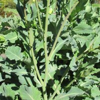 Wilde kool(Brassica oleracea ssp. oleracea) zaden