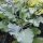 Wilde kool(Brassica oleracea ssp. oleracea) zaden