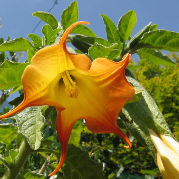 Brugmansia (Brugmansia suaveolens) zaden