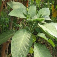 Brugmansia (Brugmansia suaveolens) zaden