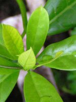 Manaka Chiric Sanango (Brunfelsia grandiflora) zaden