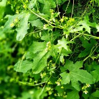 Heggenrank (Bryonia dioica) zaden