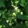 Heggenrank (Bryonia dioica) zaden