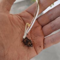 Aardkastanje (Conopodium majus) zaden