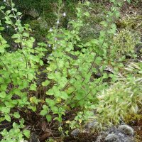 Echte bergmunt (Calamintha nepeta) zaden