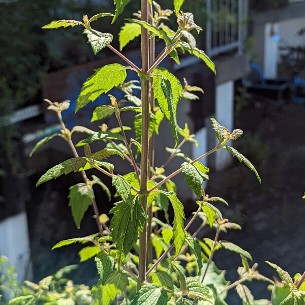 Droomkruid (Calea zacatechichi) zaden