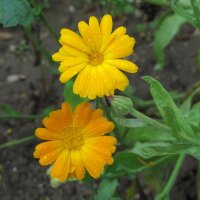 Goudsbloem (Calendula officinalis) zaden