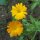 Goudsbloem (Calendula officinalis) zaden